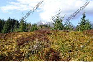 Photo Reference of Background Forest